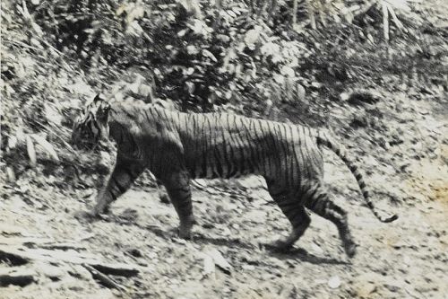 Harimau Jawa