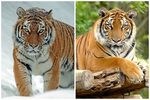 Harimau Siberia Amur vs Harimau Bengal Benggala