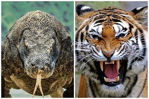 Harimau vs Komodo