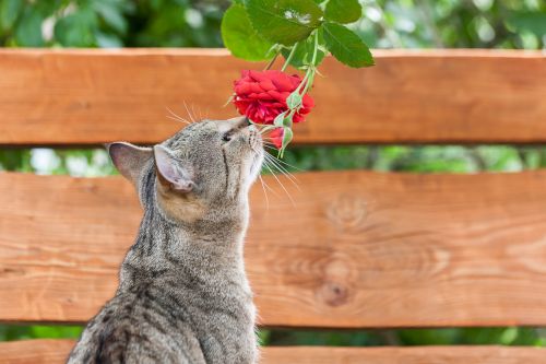 Mawar dan Kucing