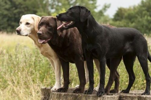 Anjing Besar Labrador Retriever