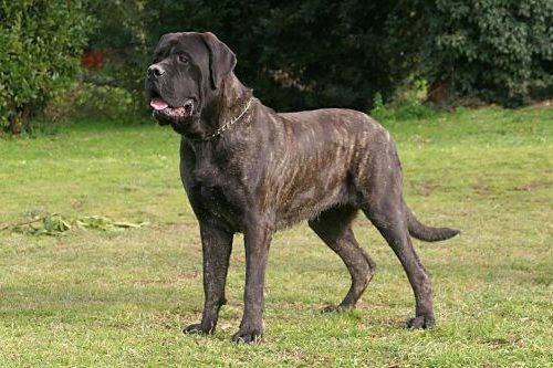 Anjing Besar Mastiff