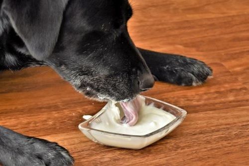 Anjing Makan Yogurt