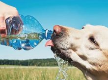 Anjing Sedang Minum Air