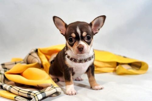 Gambar Anjing Chihuahua