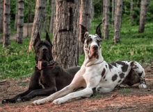 Gambar Anjing Great Dane