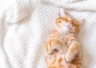 Gambar Kucing Tidur