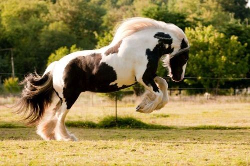 Gambar Kuda Lucu Gypsy Vanner