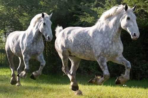Gambar Kuda Lucu Percheron
