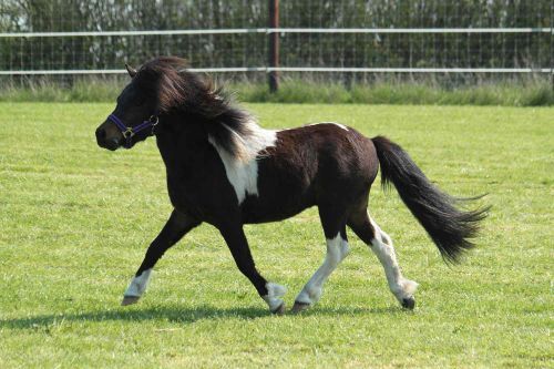 Gambar Kuda Lucu Shetland Pony