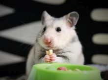 Hamster Putih Makan