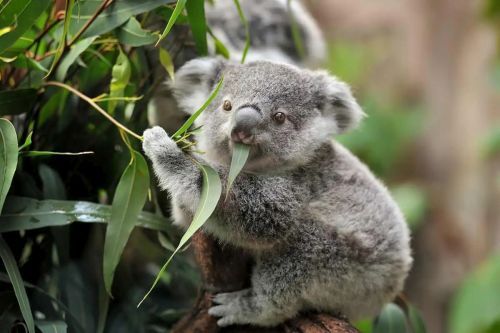 Jenis Makanan Koala