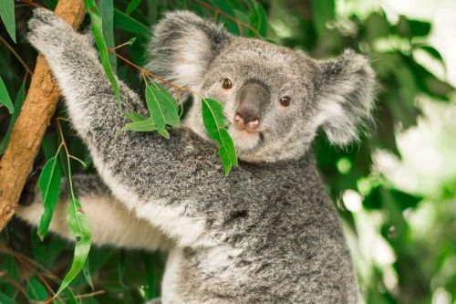 Koala Makan