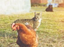 Kucing Mengincar Ayam