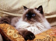 Kucing Persia Himalaya Kampung
