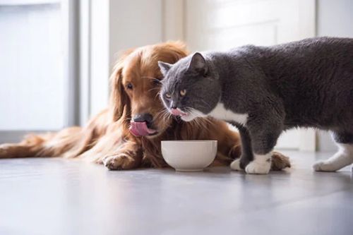 Kucing dan Anjing Makan Bersama