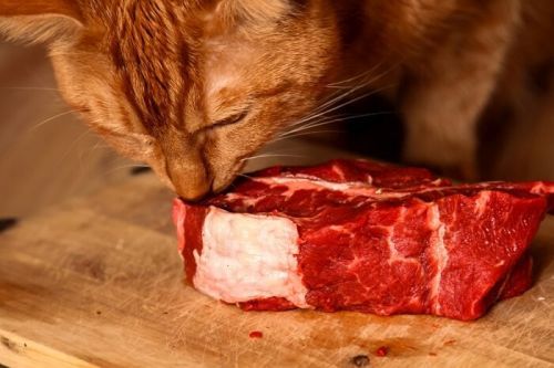 Kucing makan daging steak