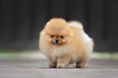 Anjing Teacup Mini Pom