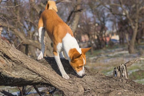 Anjing mengendus pohon