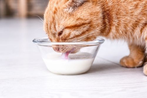 Efek Samping Susu pada Kucing