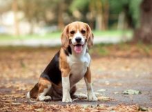 Gambar Anjing Beagle