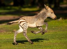 Gambar Bayi Zebra