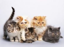 Harga Anak Kucing Persia