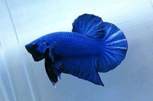 Ikan Cupang Royal Blue