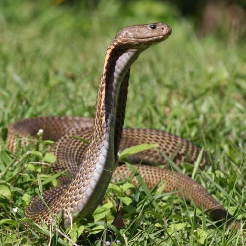 Kobra Filipina