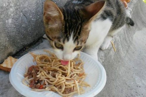 Kucing Makan Spaghetti