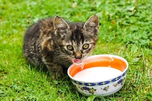 Kucing Minum Susu