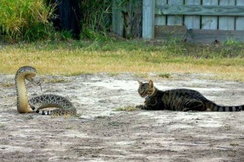 Kucing versus ular