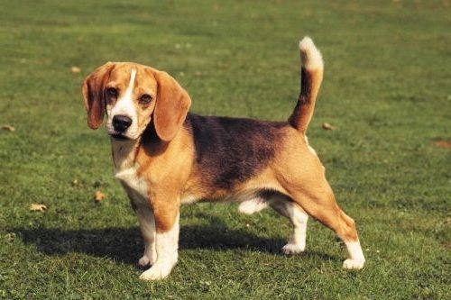 Nama Anjing Beagle