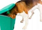 Anjing Mengendus Sampah