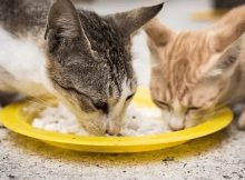 Kucing Suka Makan Nasi