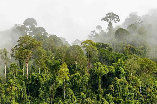 Bioma Hutan Hujan Tropis