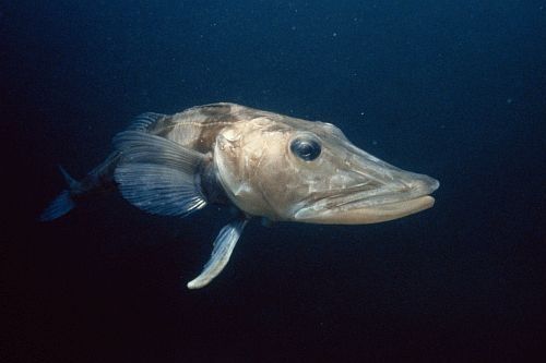 Gambar Ikan Aneh Ocellated Icefish