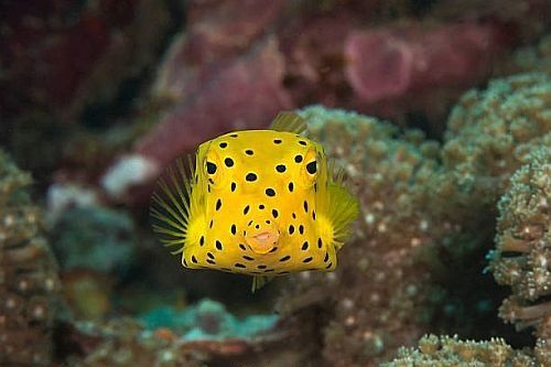 Gambar Ikan Aneh Yellow Boxfish