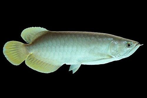 Gambar Ikan Arwana Platinum Ikan Termahal di Dunia