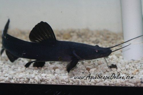 Gambar Ikan Black Devil Catfish