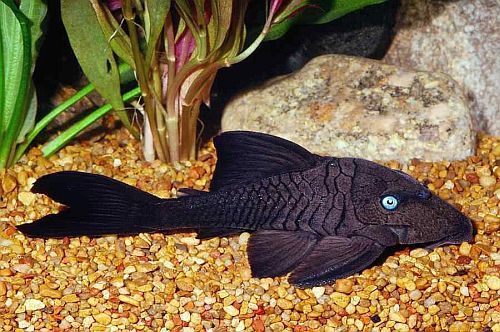 Gambar Ikan Blue-Eyed Pleco