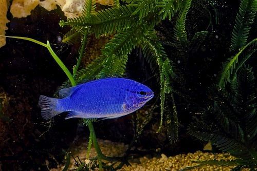 Gambar Ikan Hias Air Laut Blue Damselfish