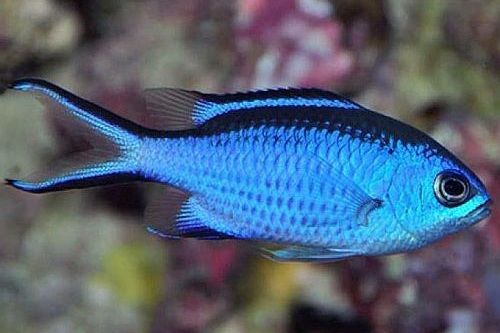 Gambar Ikan Hias Air Laut Blue Reef Chromis