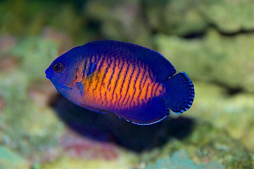 Gambar Ikan Hias Air Laut Coral Beauty Angelfish