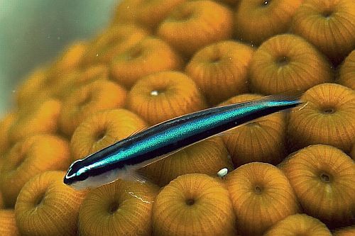 Gambar Ikan Hias Air Laut Neon Blue Goby