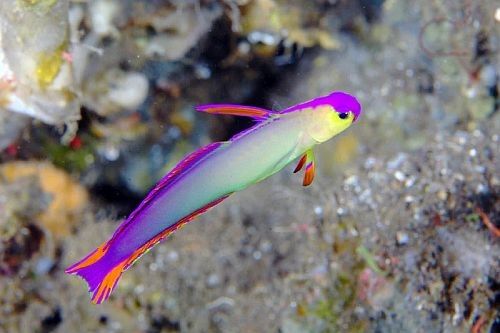 Gambar Ikan Hias Air Laut Purple Firefish