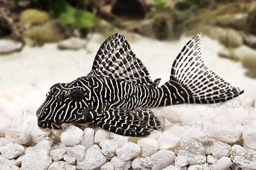 Gambar Ikan Zebra Pleco