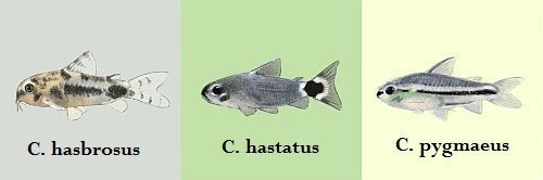 Gambar Jenis Ikan Corydoras Kecil