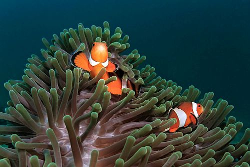 Nemo dan Anemon