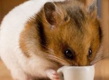 Hamster Minum Susu